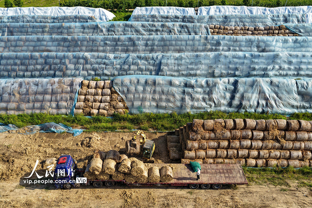 安徽亳州：装运秸秆 销往发电厂【3】