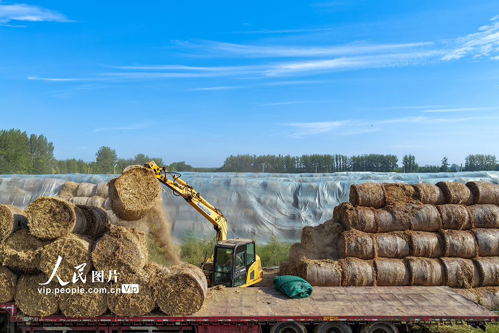 安徽亳州：装运秸秆 销往发电厂【4】