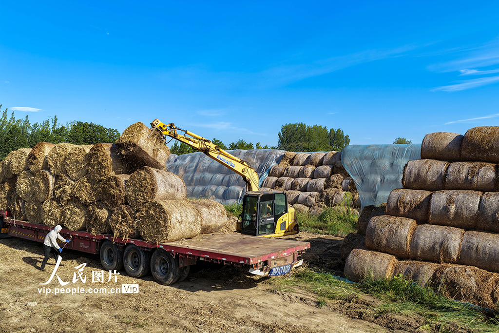安徽亳州：装运秸秆 销往发电厂【5】