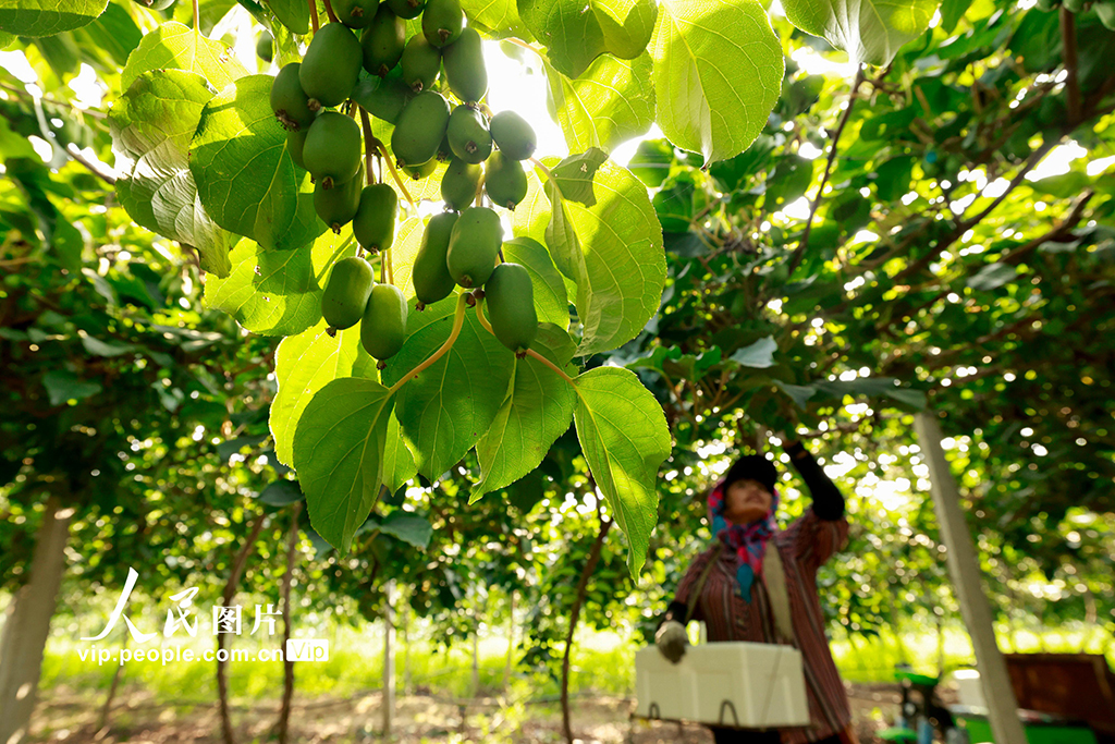 河北唐山：猕猴桃采摘忙【3】