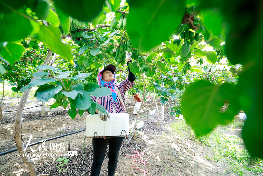 河北唐山：猕猴桃采摘忙【2】