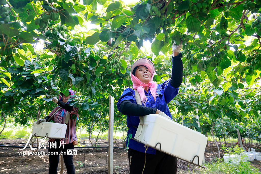 河北唐山：猕猴桃采摘忙【4】