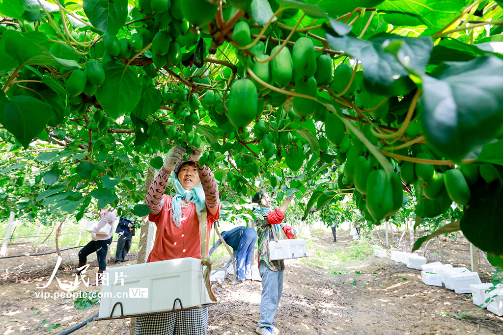 河北唐山：猕猴桃采摘忙【5】