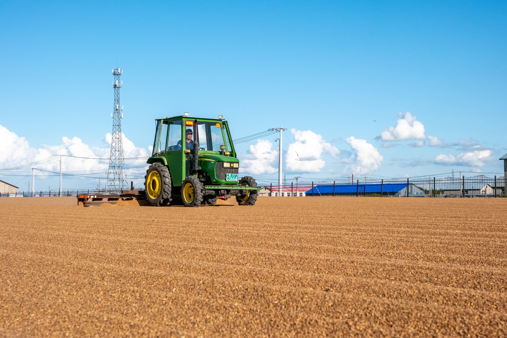 8月20日，呼伦贝尔农垦拉布大林农场的工人驾驶农机翻晒小麦。