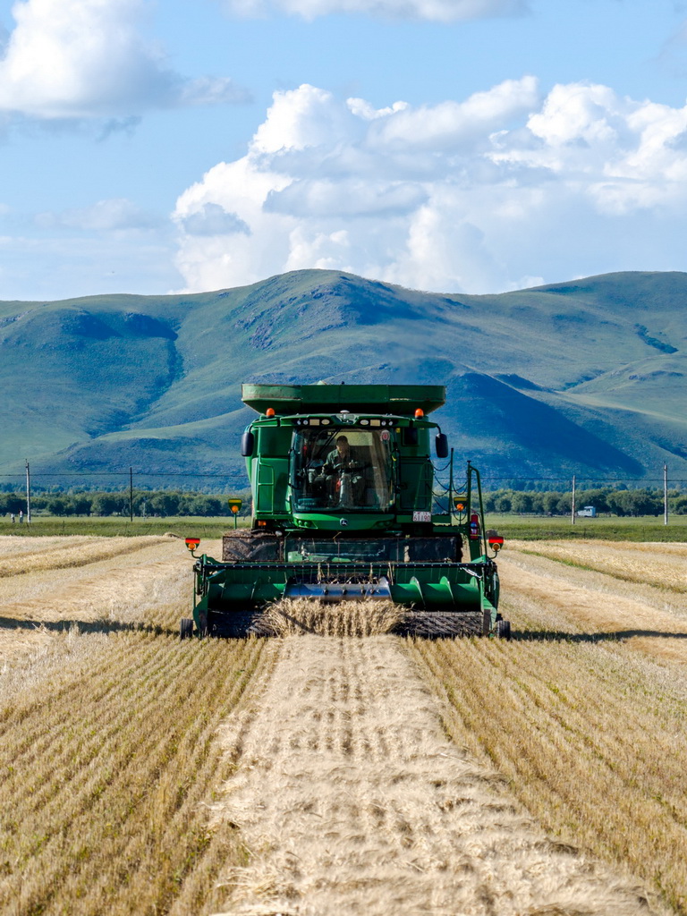 8月20日，呼伦贝尔农垦拉布大林农场的工人驾驶农机收获小麦（无人机照片）。