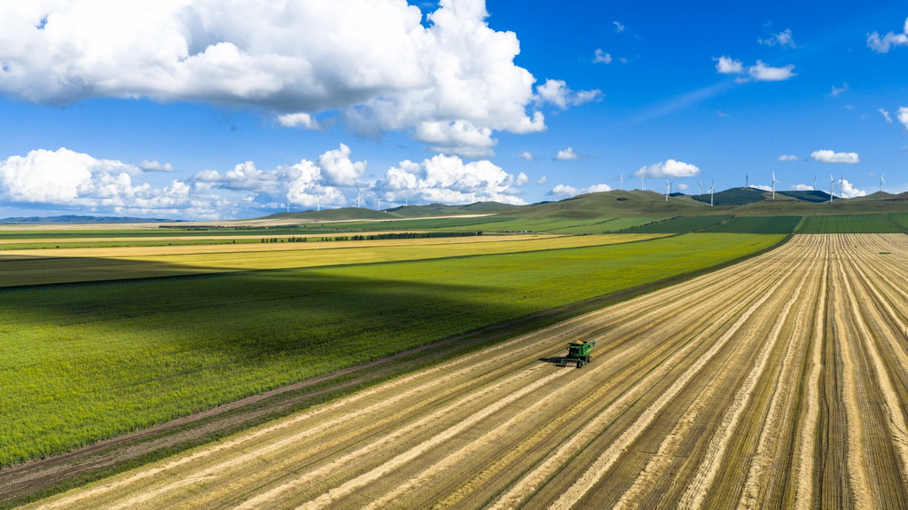 8月20日，呼伦贝尔农垦拉布大林农场的工人驾驶农机收获小麦（无人机照片）。