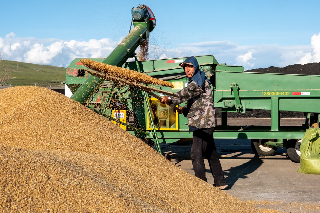 8月20日，呼伦贝尔农垦拉布大林农场的工人整理收获的小麦。