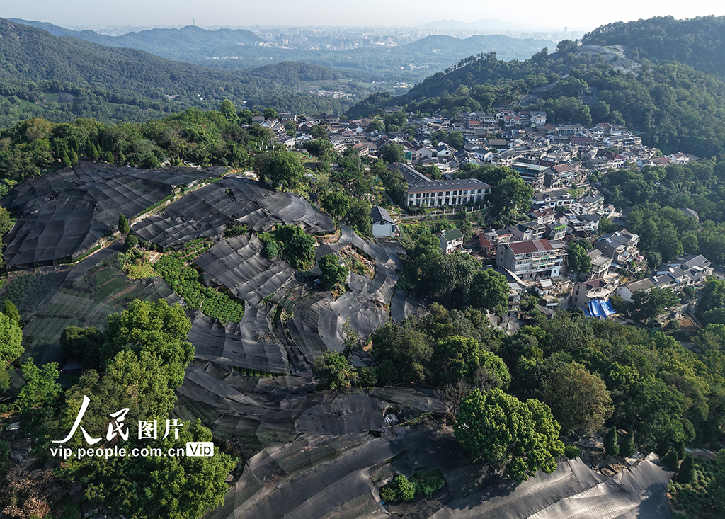 浙江杭州：高温天气持续 西湖龙井茶园盖防晒网【3】