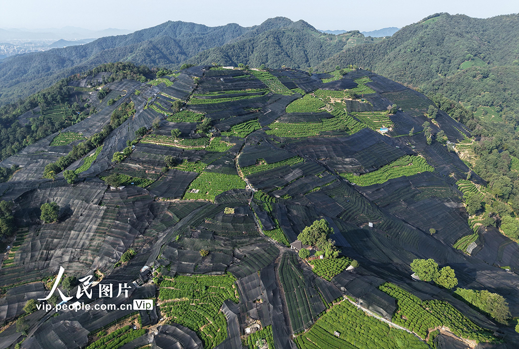 浙江杭州：高温天气持续 西湖龙井茶园盖防晒网【4】