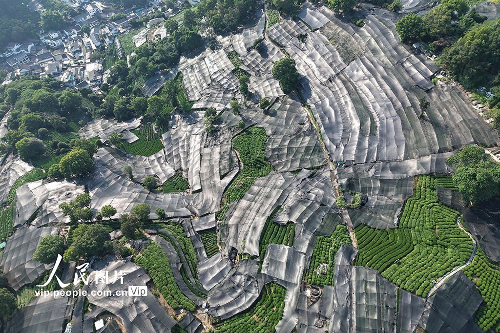 浙江杭州：高温天气持续 西湖龙井茶园盖防晒网【2】