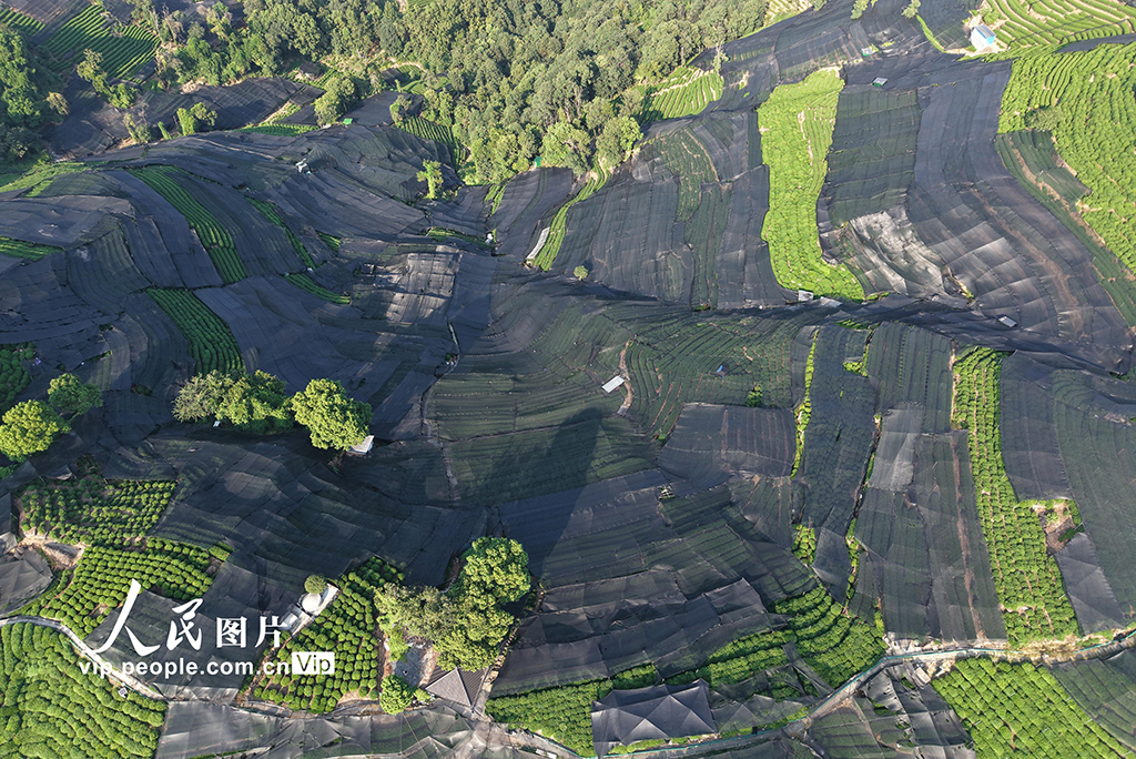 浙江杭州：高温天气持续 西湖龙井茶园盖防晒网【5】