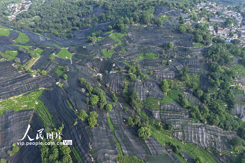 浙江杭州：高温天气持续 西湖龙井茶园盖防晒网【6】