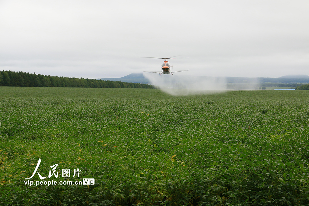 黑龙江黑河：“一喷多促”助力秋粮稳产丰收【2】