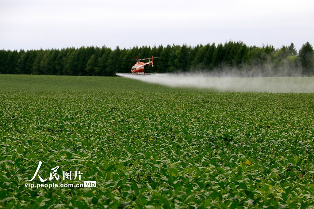 黑龙江黑河：“一喷多促”助力秋粮稳产丰收【3】