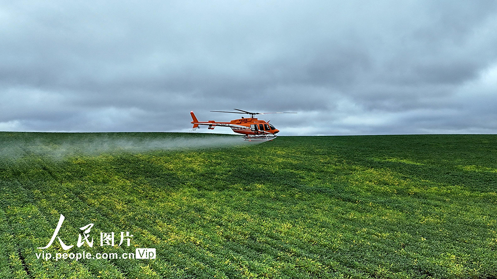 黑龙江黑河：“一喷多促”助力秋粮稳产丰收【4】