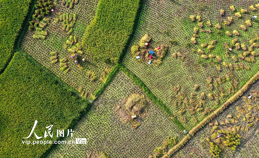 贵州从江：处暑时节农事忙【2】