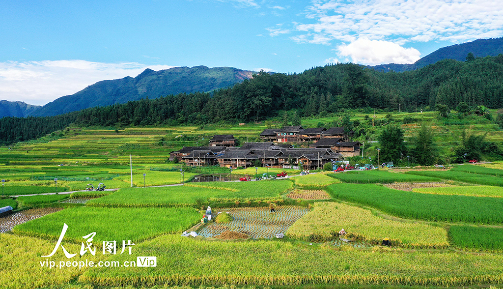 贵州从江：处暑时节农事忙【3】