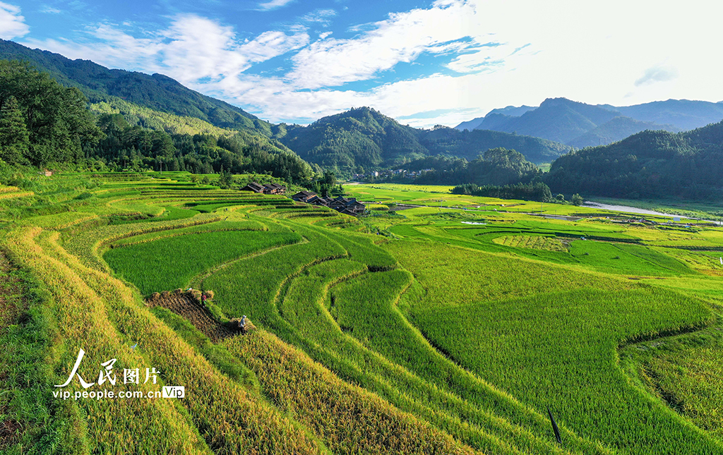 贵州从江：处暑时节农事忙【4】