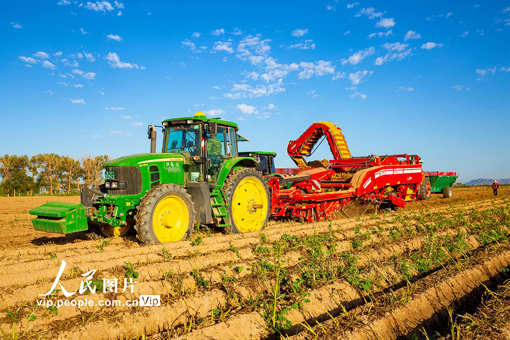 甘肃张掖：采收马铃薯【2】