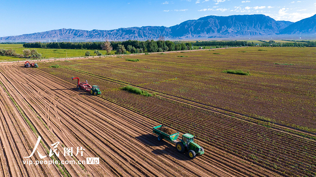 甘肃张掖：采收马铃薯【4】