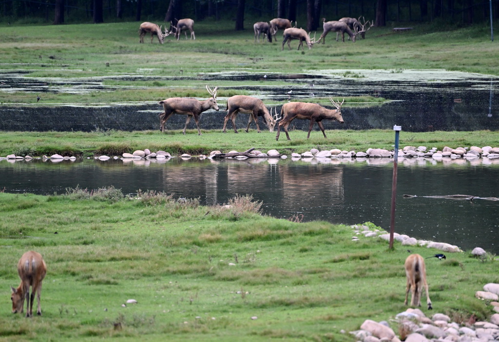 8月24日在北京麋鹿苑拍摄的麋鹿。