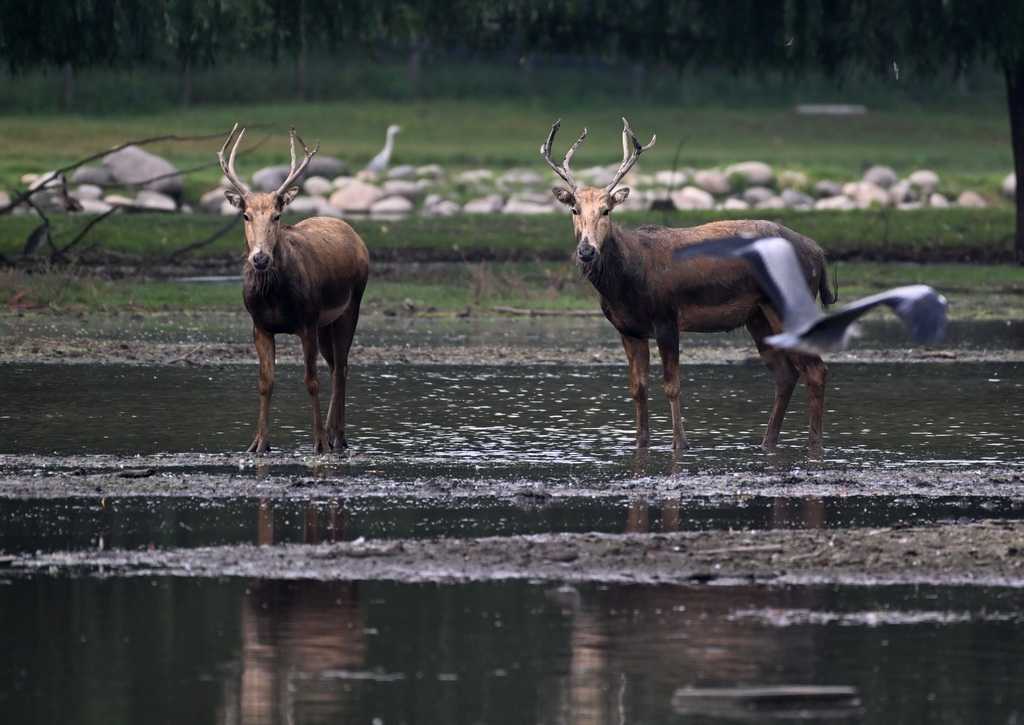 8月18日在北京麋鹿苑拍摄的麋鹿。