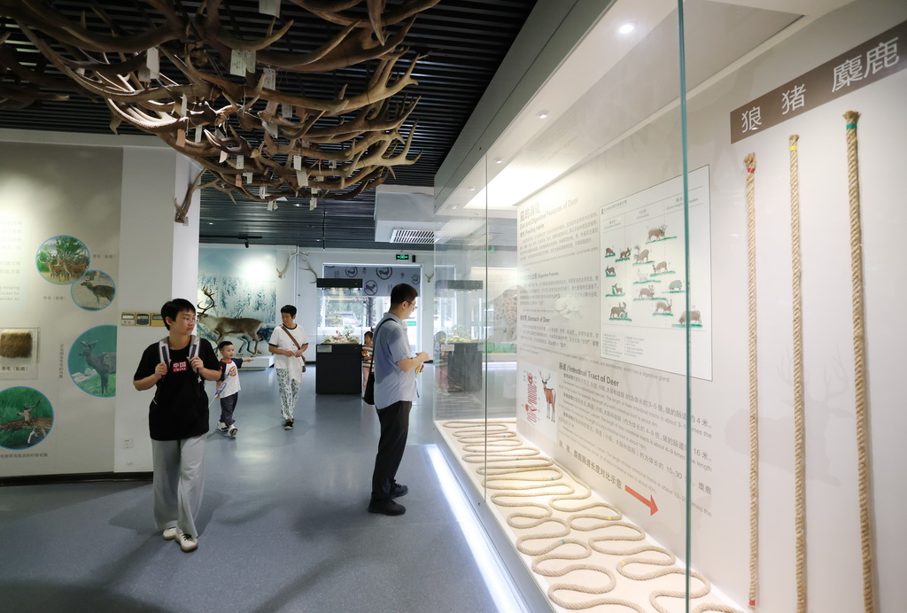 8月24日，游客在北京南海子麋鹿苑博物馆参观。