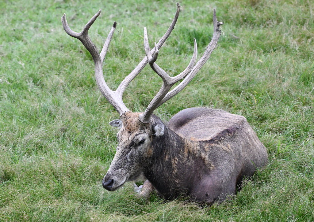 8月24日在北京麋鹿苑拍摄的麋鹿。