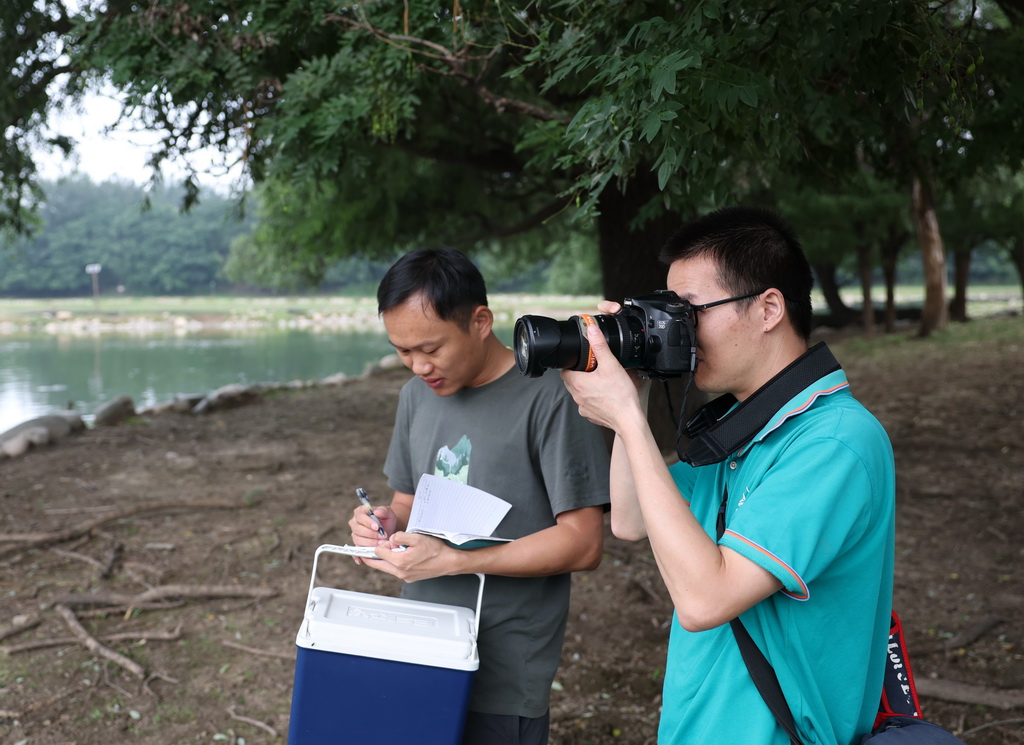 8月18日，北京麋鹿生态实验中心的科研人员在观察拍摄麋鹿。