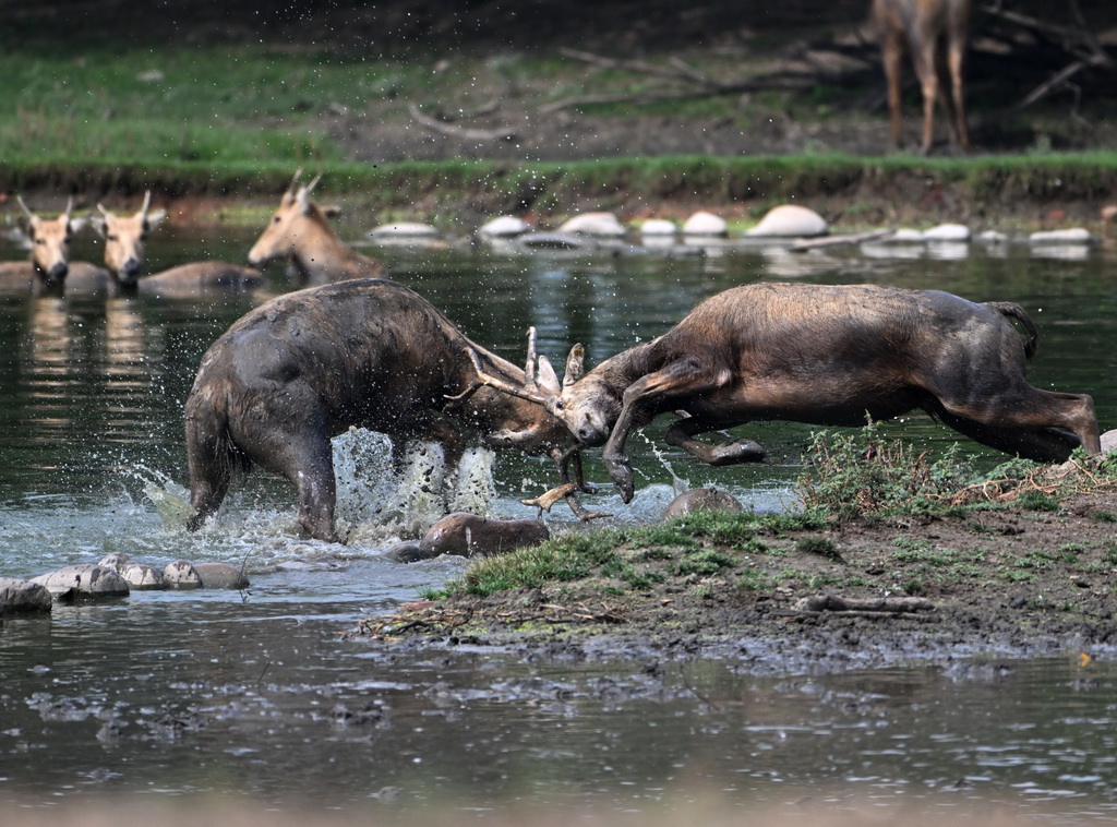 8月18日在北京麋鹿苑拍摄的麋鹿。