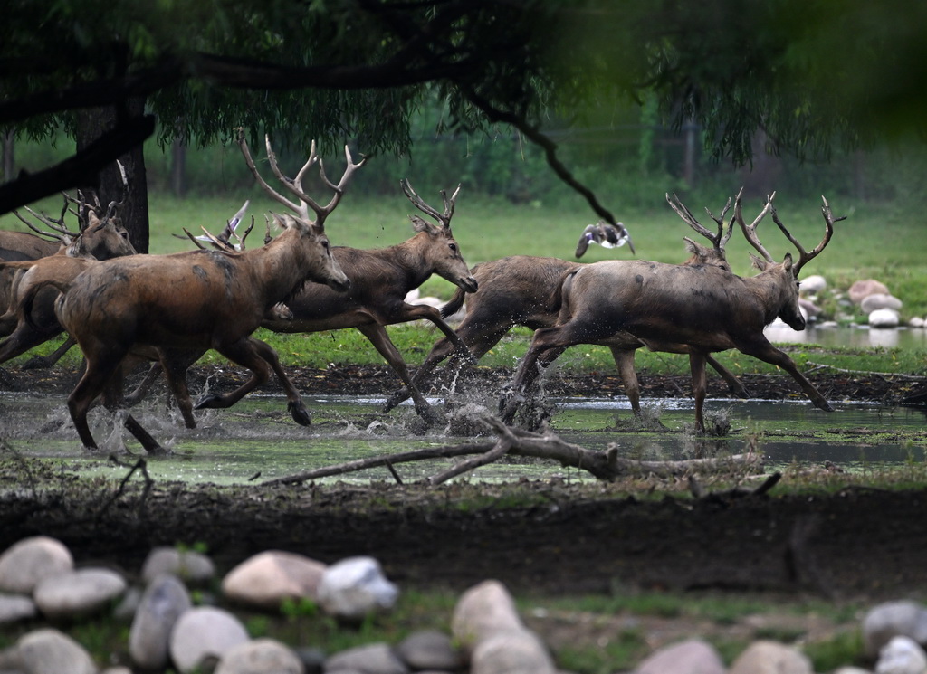 8月18日在北京麋鹿苑拍摄的麋鹿。