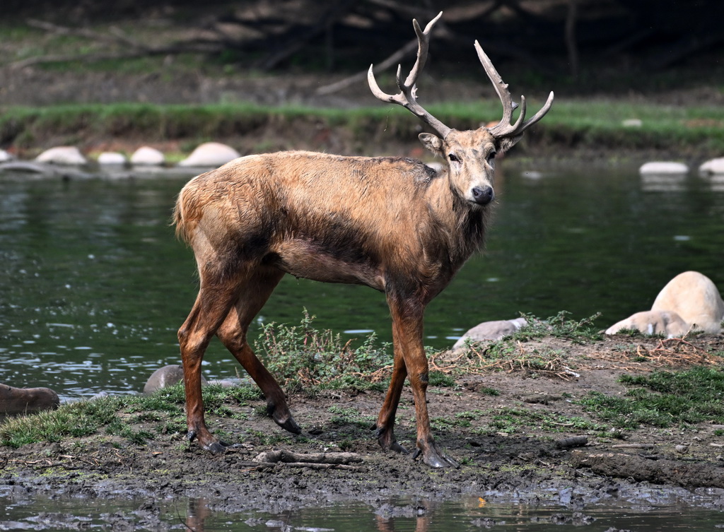 8月18日在北京麋鹿苑拍摄的麋鹿。