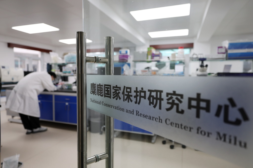 8月18日在北京麋鹿苑拍摄的麋鹿国家保护研究中心。