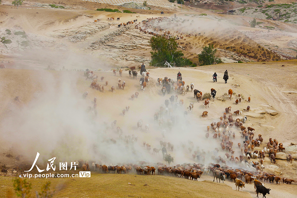新疆阿勒泰：牲畜秋季大转场【4】