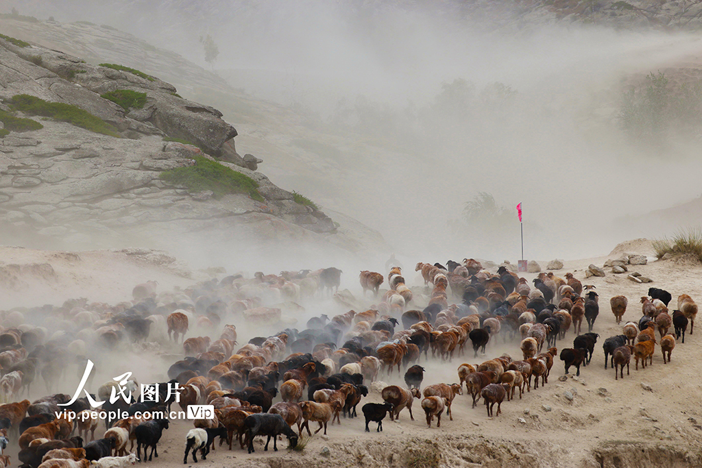 新疆阿勒泰：牲畜秋季大转场【2】