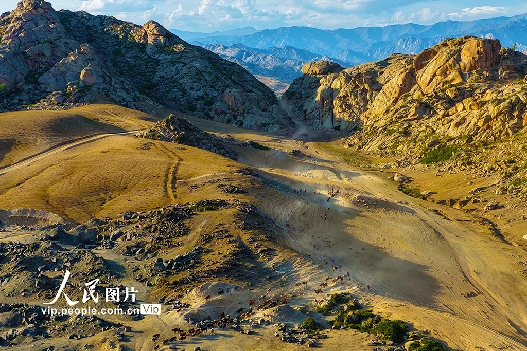 新疆阿勒泰：牲畜秋季大转场【5】