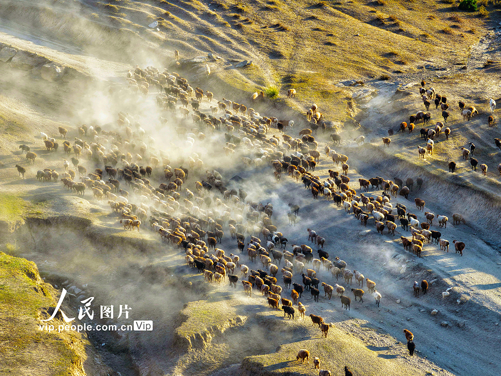 新疆阿勒泰：牲畜秋季大转场【3】
