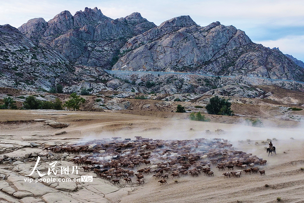 新疆阿勒泰：牲畜秋季大转场【6】