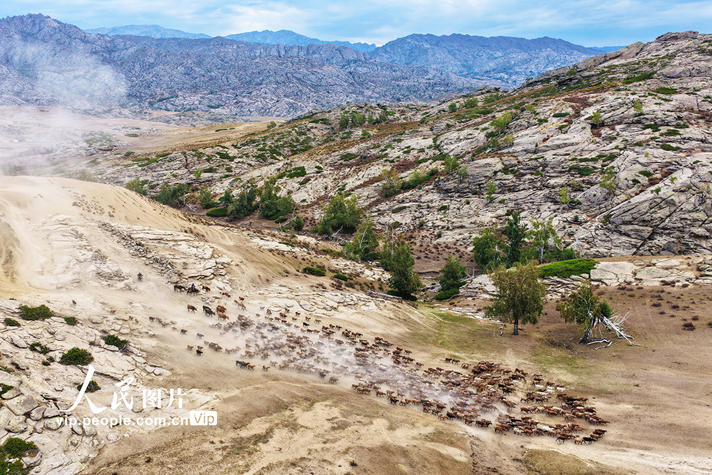 新疆阿勒泰：牲畜秋季大转场【7】