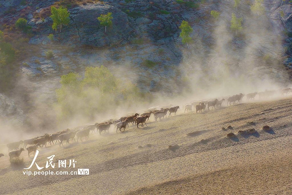 新疆阿勒泰：牲畜秋季大转场【8】