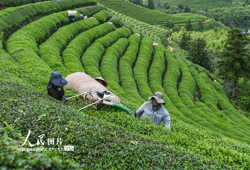 浙江武义:秋茶采收忙【4】