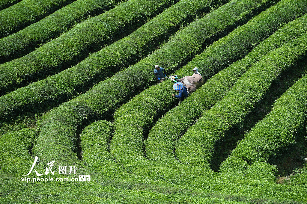 浙江武义：秋茶采收忙【5】