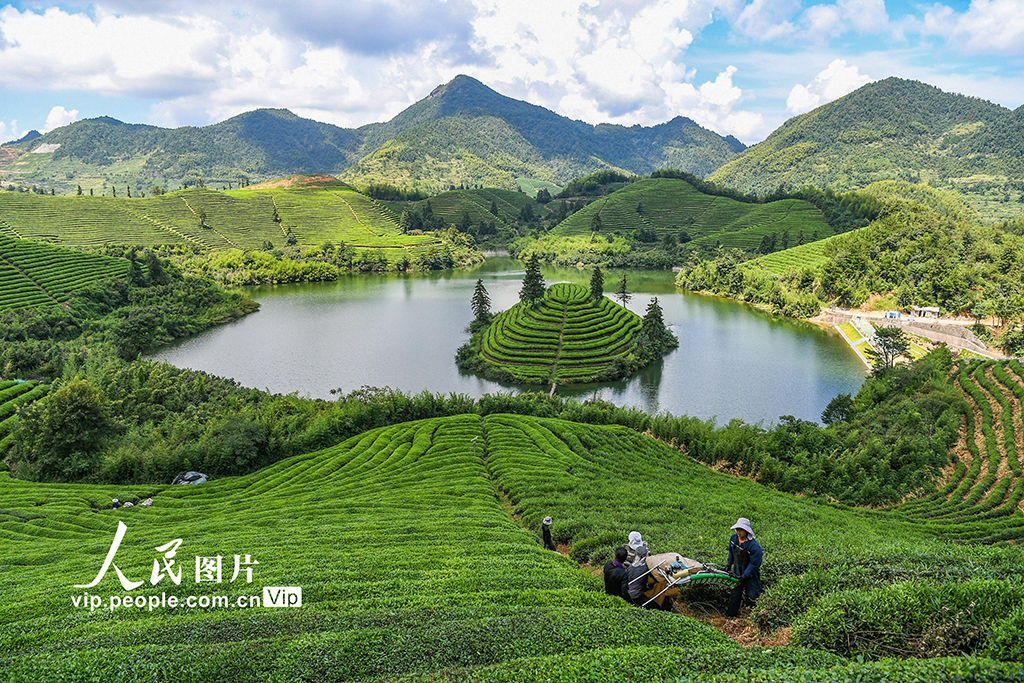 浙江武义：秋茶采收忙【6】