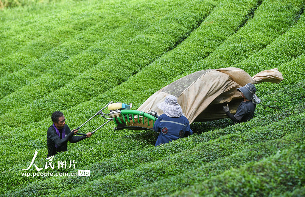 浙江武义：秋茶采收忙【2】