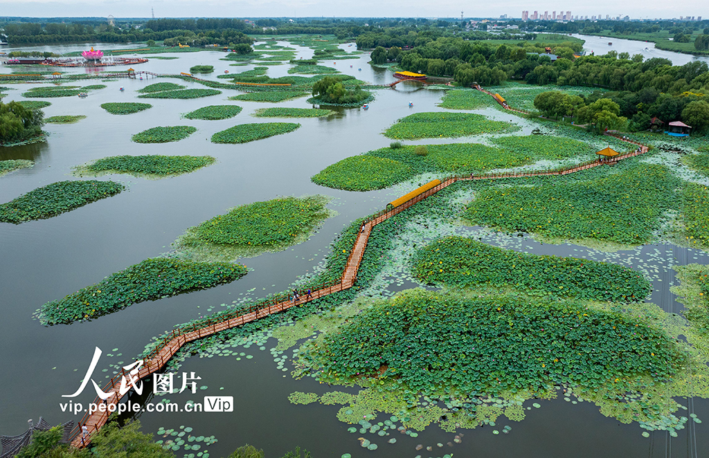 乐游白洋淀【4】
