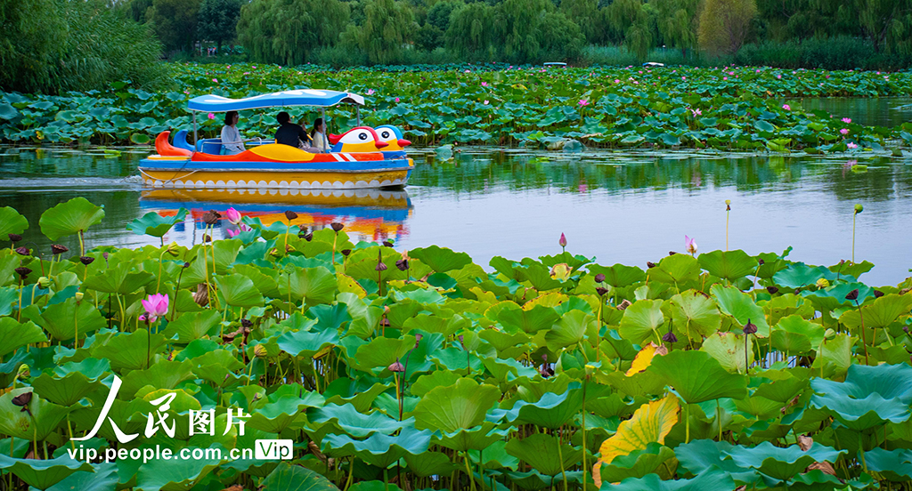 乐游白洋淀【6】