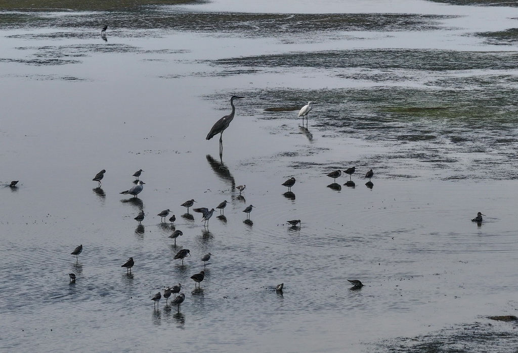 8月25日,群鸟栖息在东台条子泥湿地“720”高潮位栖息地(无人机照片)。