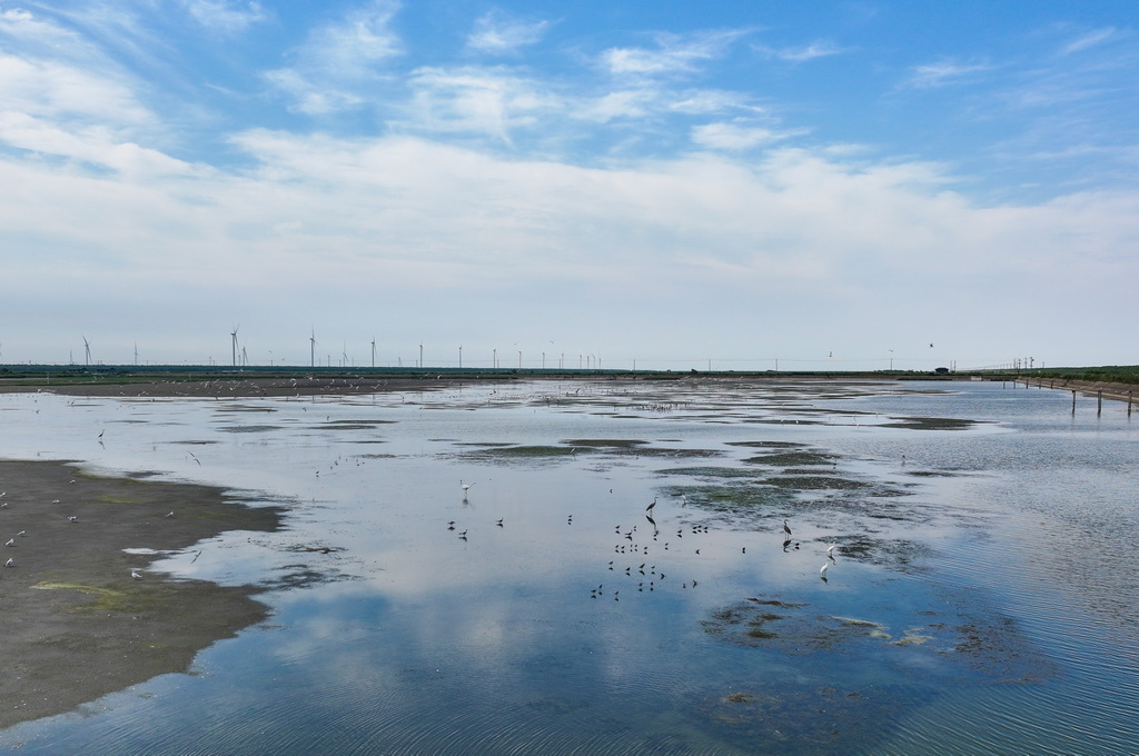 8月25日，群鸟栖息在东台条子泥湿地“720”高潮位栖息地（无人机照片）。
