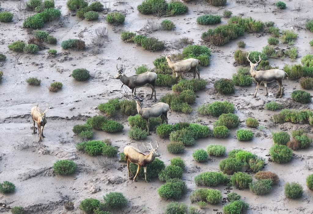 8月25日，野生麋鹿栖息在川水湾（无人机照片）。