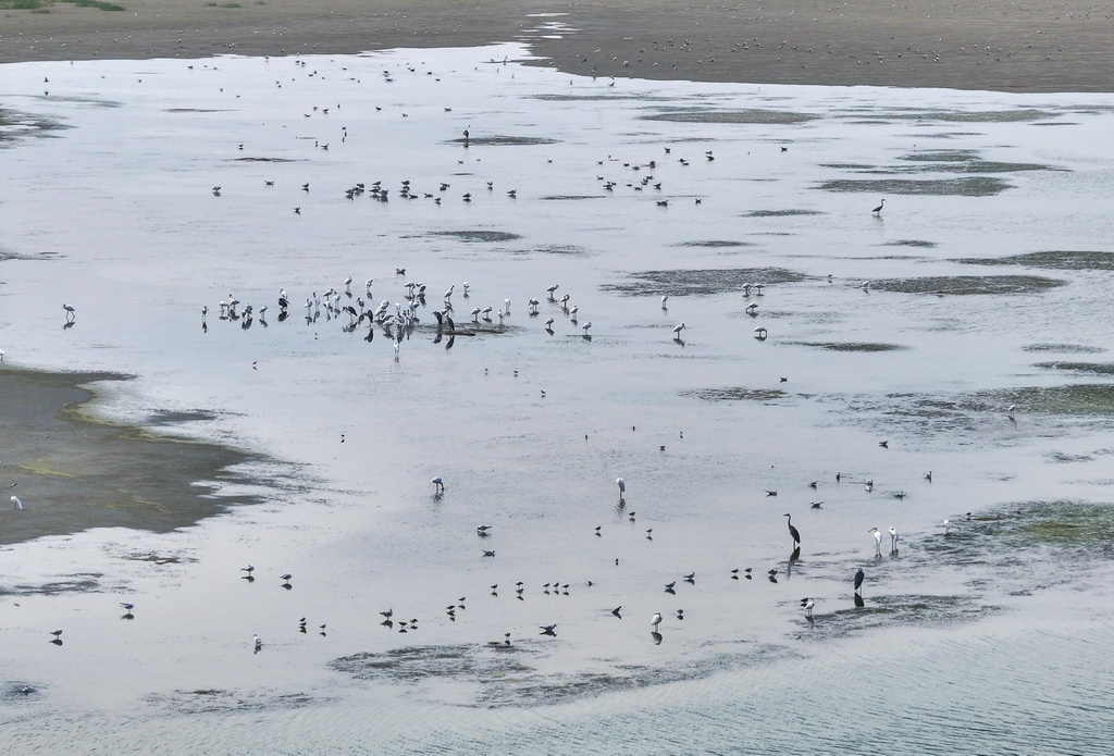 8月25日,群鸟栖息在东台条子泥湿地“720”高潮位栖息地(无人机照片)。